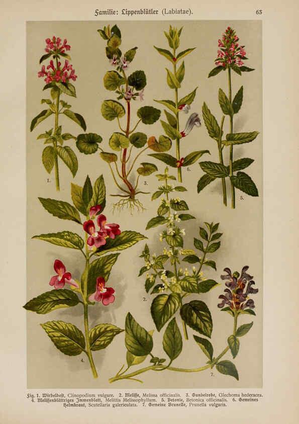 Reproducción/Reproduction 6425015037: Hoffmann-Dennert botanischer Bilderatlas Suttgart,Schweizerbart,1911