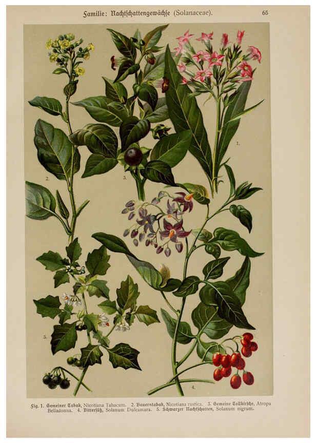 Reproducción/Reproduction 6425015957: Hoffmann-Dennert botanischer Bilderatlas Suttgart,Schweizerbart,1911