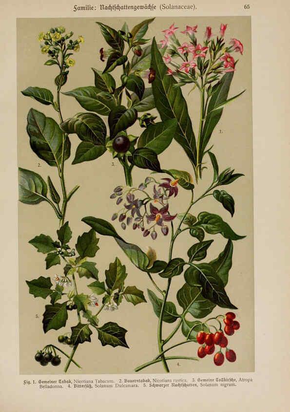 Reproducción/Reproduction 6425015957: Hoffmann-Dennert botanischer Bilderatlas Suttgart,Schweizerbart,1911