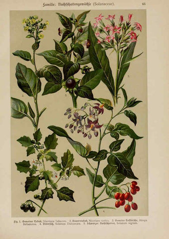 Reproducción/Reproduction 6425015957: Hoffmann-Dennert botanischer Bilderatlas Suttgart,Schweizerbart,1911