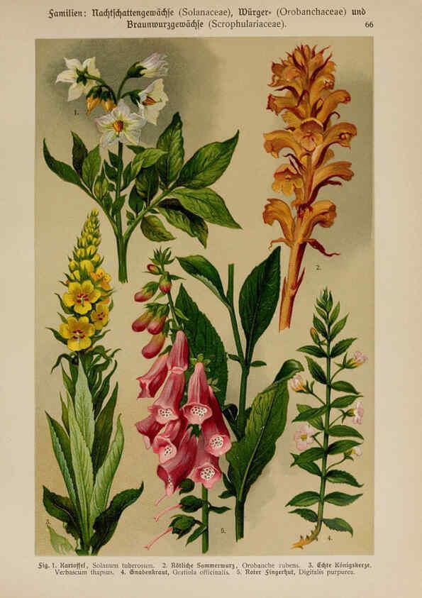 Reproducción/Reproduction 6425016323: Hoffmann-Dennert botanischer Bilderatlas Suttgart,Schweizerbart,1911