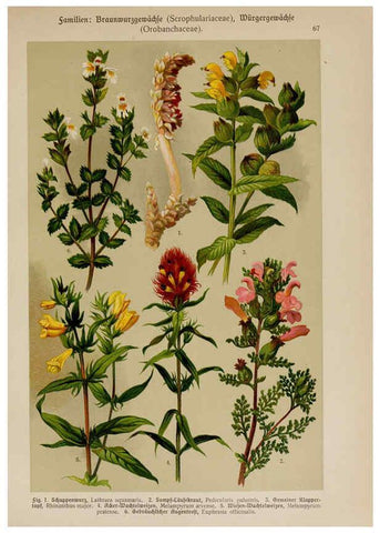 Reproducción/Reproduction 6425016935: Hoffmann-Dennert botanischer Bilderatlas Suttgart,Schweizerbart,1911