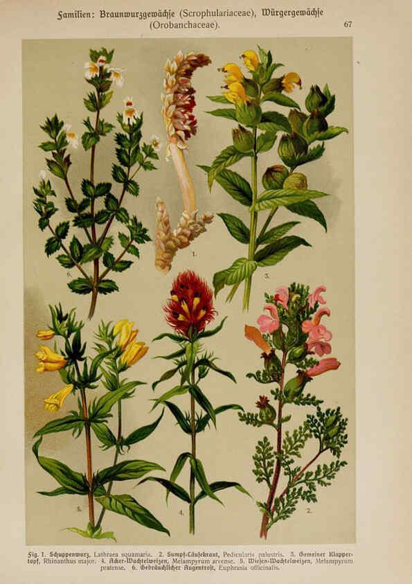 Reproducción/Reproduction 6425016935: Hoffmann-Dennert botanischer Bilderatlas Suttgart,Schweizerbart,1911