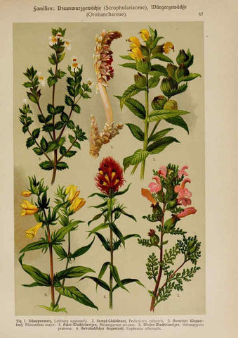Reproducción/Reproduction 6425016935: Hoffmann-Dennert botanischer Bilderatlas Suttgart,Schweizerbart,1911