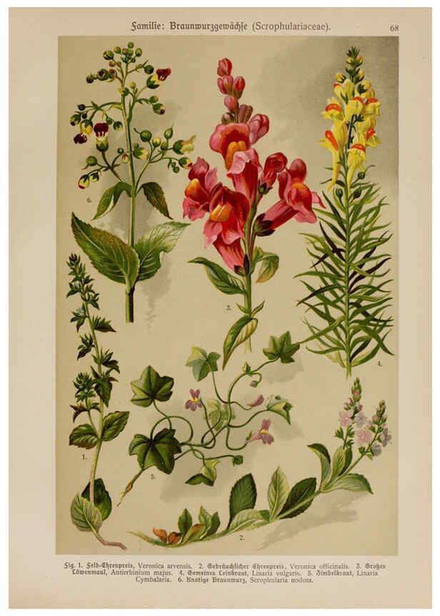 Reproducción/Reproduction 6425017507: Hoffmann-Dennert botanischer Bilderatlas Suttgart,Schweizerbart,1911