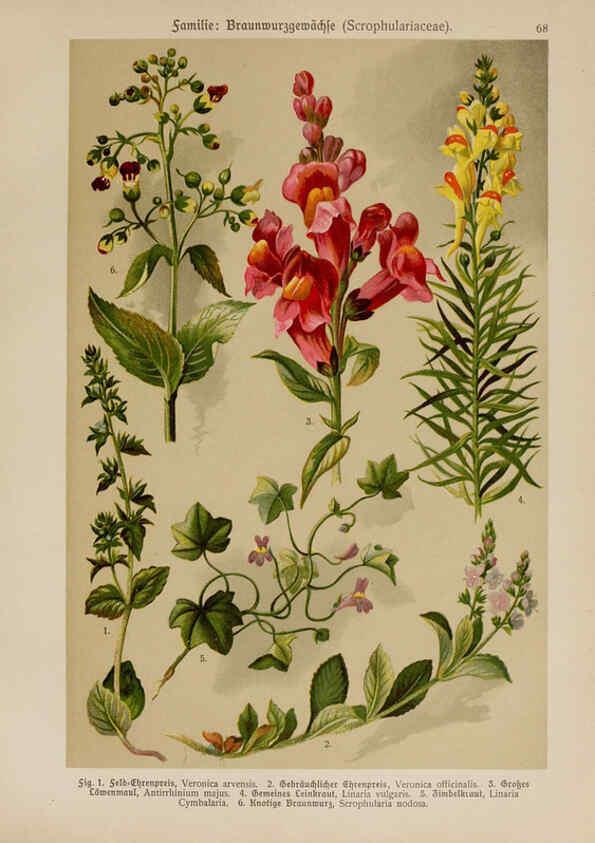 Reproducción/Reproduction 6425017507: Hoffmann-Dennert botanischer Bilderatlas Suttgart,Schweizerbart,1911