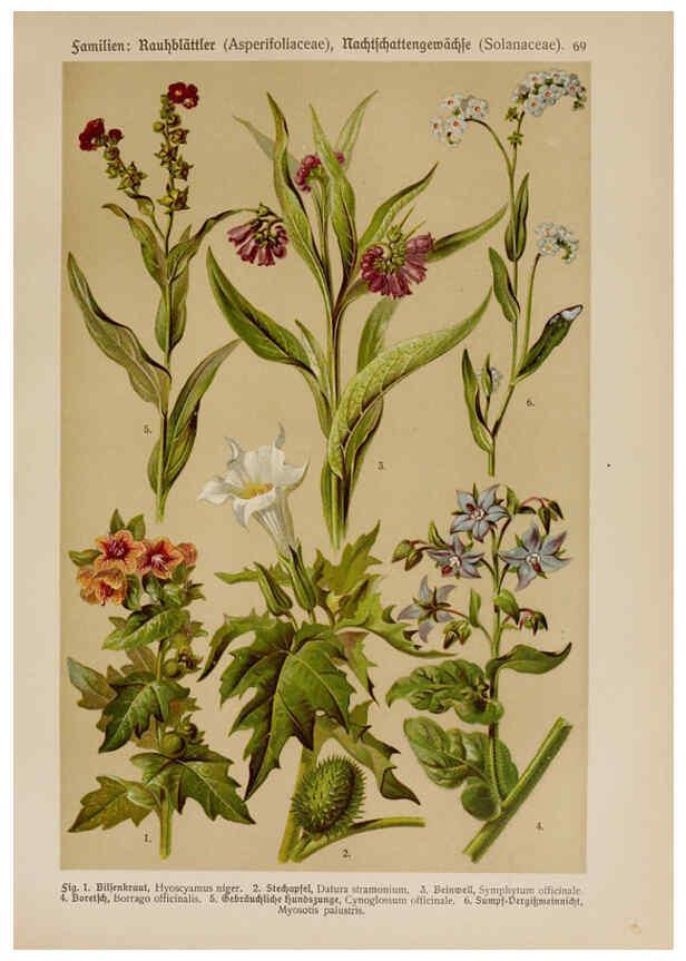 Reproducción/Reproduction 6425018441: Hoffmann-Dennert botanischer Bilderatlas Suttgart,Schweizerbart,1911