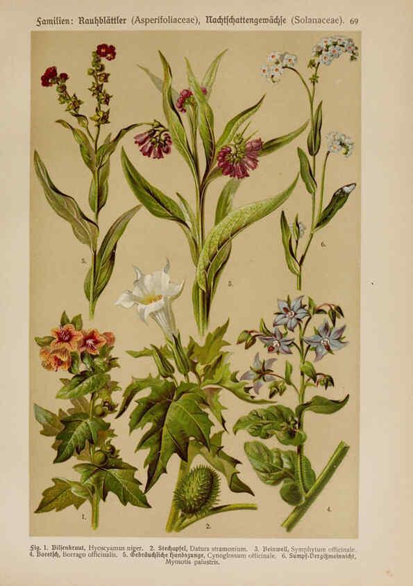 Reproducción/Reproduction 6425018441: Hoffmann-Dennert botanischer Bilderatlas Suttgart,Schweizerbart,1911