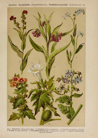 Reproducción/Reproduction 6425018441: Hoffmann-Dennert botanischer Bilderatlas Suttgart,Schweizerbart,1911