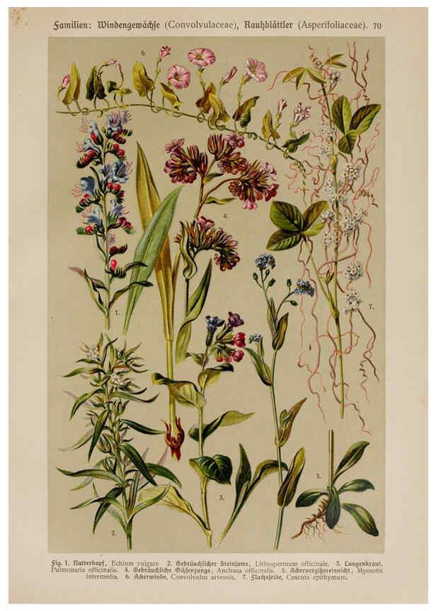 Reproducción/Reproduction 6425019057: Hoffmann-Dennert botanischer Bilderatlas Suttgart,Schweizerbart,1911