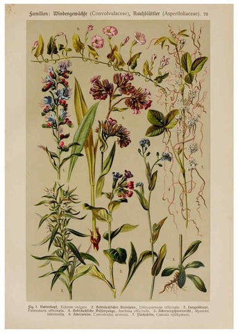 Reproducción/Reproduction 6425019057: Hoffmann-Dennert botanischer Bilderatlas Suttgart,Schweizerbart,1911