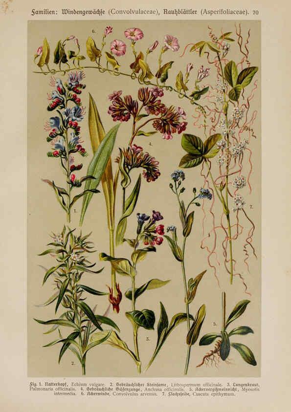 Reproducción/Reproduction 6425019057: Hoffmann-Dennert botanischer Bilderatlas Suttgart,Schweizerbart,1911