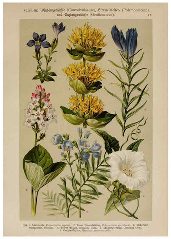 Reproducción/Reproduction 6425019449: Hoffmann-Dennert botanischer Bilderatlas Suttgart,Schweizerbart,1911