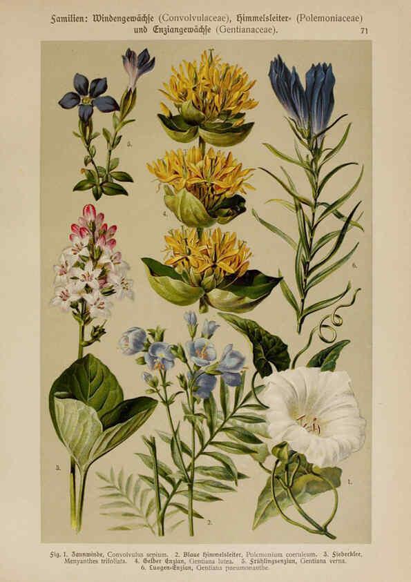 Reproducción/Reproduction 6425019449: Hoffmann-Dennert botanischer Bilderatlas Suttgart,Schweizerbart,1911