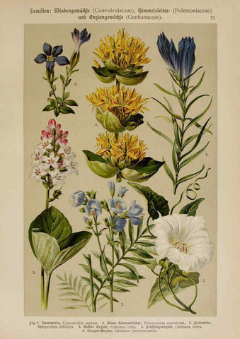 Reproducción/Reproduction 6425019449: Hoffmann-Dennert botanischer Bilderatlas Suttgart,Schweizerbart,1911