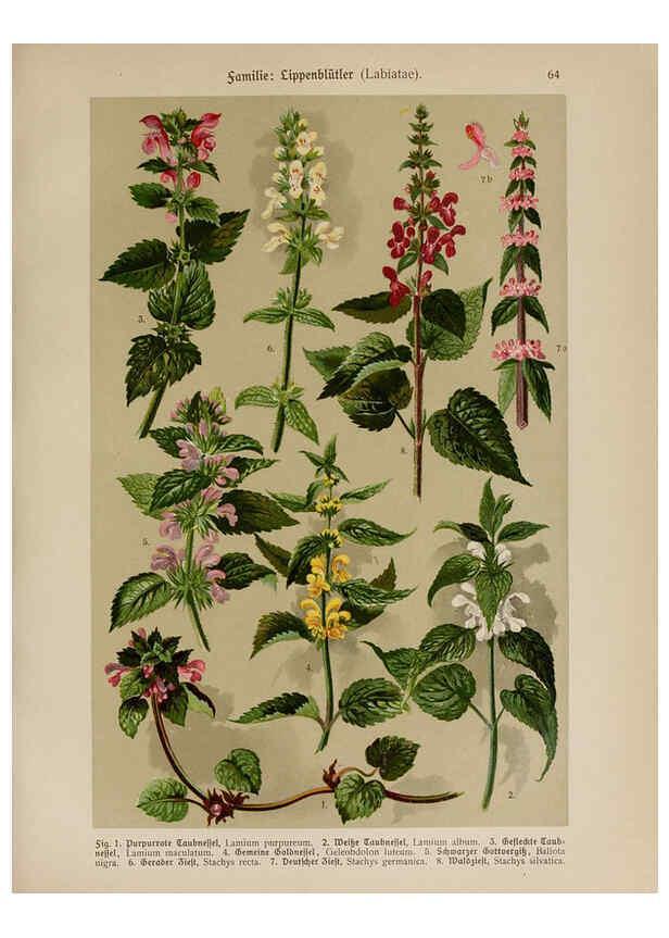 Reproducción/Reproduction 6425015511: Hoffmann-Dennert botanischer Bilderatlas Suttgart,Schweizerbart,1911