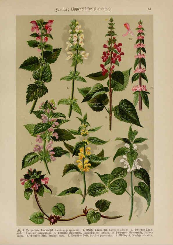 Reproducción/Reproduction 6425015511: Hoffmann-Dennert botanischer Bilderatlas Suttgart,Schweizerbart,1911