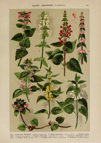 Reproducción/Reproduction 6425015511: Hoffmann-Dennert botanischer Bilderatlas Suttgart,Schweizerbart,1911
