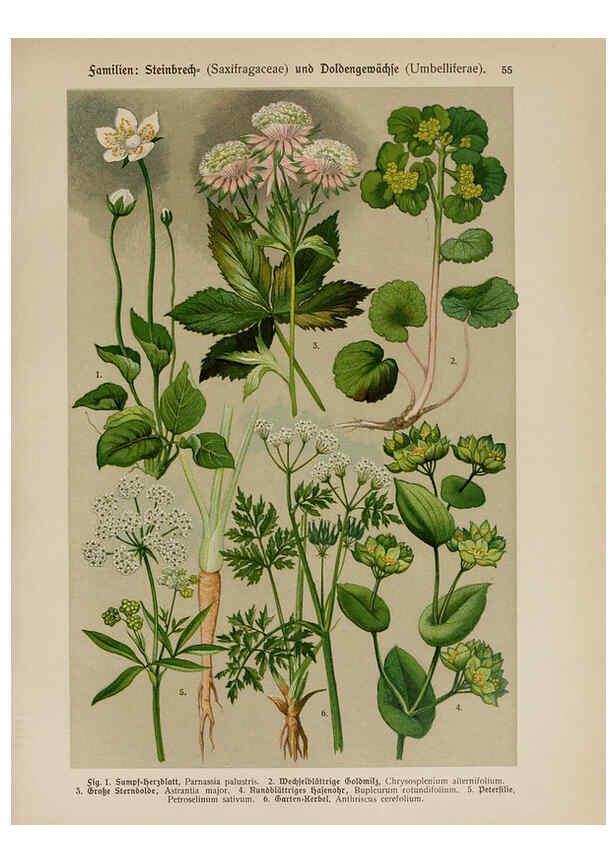 Reproducción/Reproduction 6425009741: Hoffmann-Dennert botanischer Bilderatlas Suttgart,Schweizerbart,1911