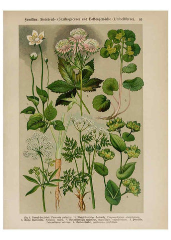 Reproducción/Reproduction 6425009741: Hoffmann-Dennert botanischer Bilderatlas Suttgart,Schweizerbart,1911