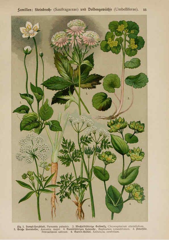 Reproducción/Reproduction 6425009741: Hoffmann-Dennert botanischer Bilderatlas Suttgart,Schweizerbart,1911