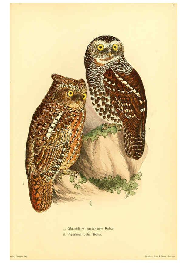 Reproducción/Reproduction 6425131981: Die Vögel Afrikas. atlas. Neudamm,J. Neumann,1900-05