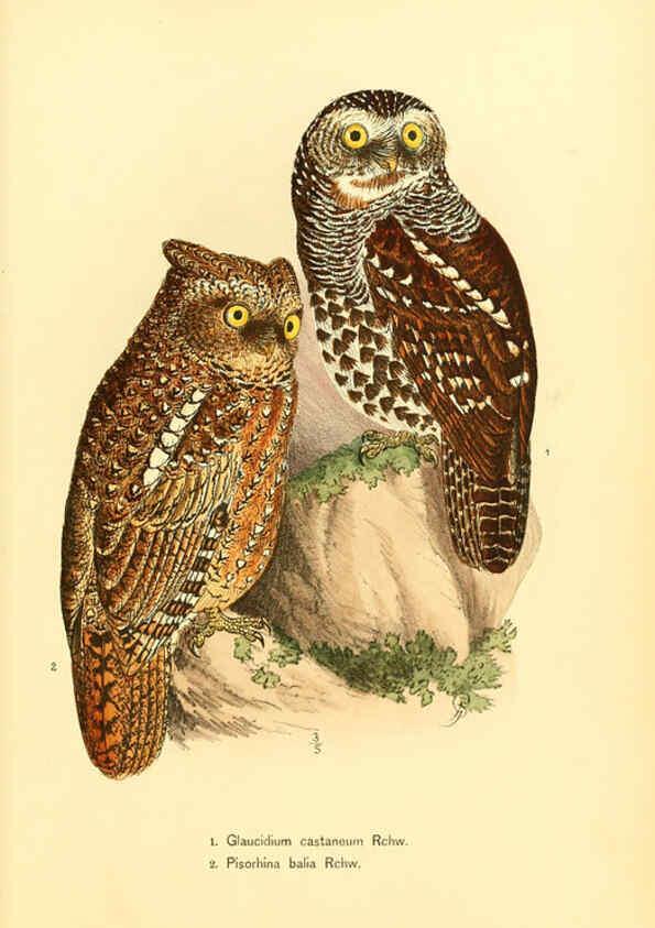 Reproducción/Reproduction 6425131981: Die Vögel Afrikas. atlas. Neudamm,J. Neumann,1900-05