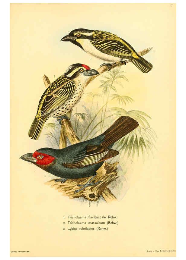Reproducción/Reproduction 6425132983: Die Vögel Afrikas. atlas. Neudamm,J. Neumann,1900-05