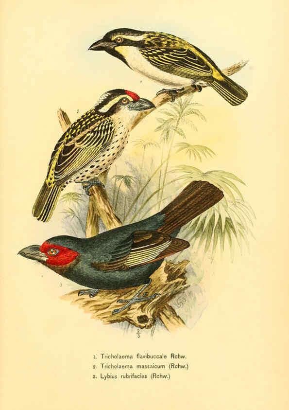 Reproducción/Reproduction 6425132983: Die Vögel Afrikas. atlas. Neudamm,J. Neumann,1900-05