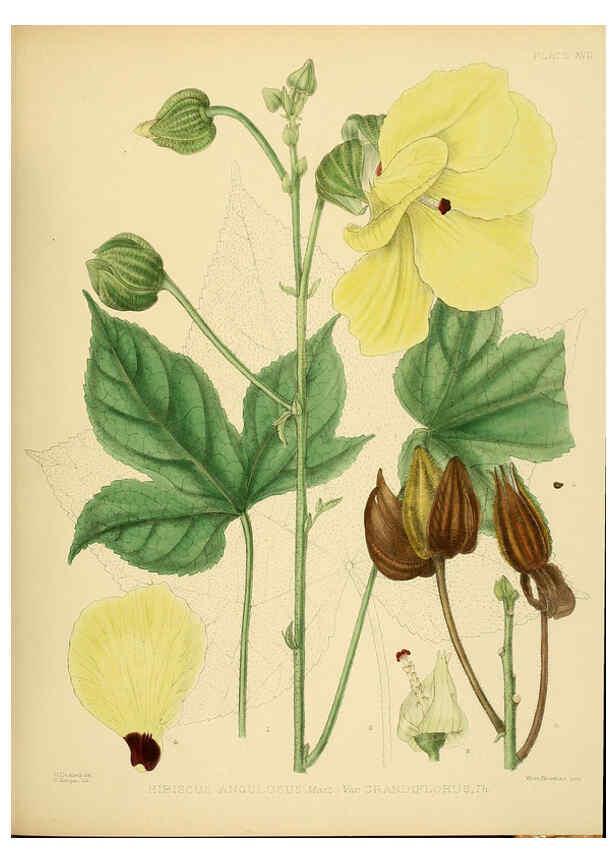 Reproducción/Reproduction 6430637923: A hand-book to the flora of Ceylon. atlas. London :Dulau,1893-1931