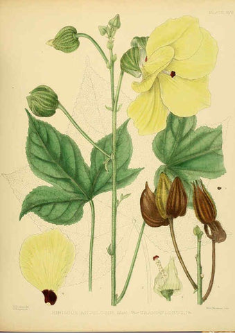 Reproducción/Reproduction 6430637923: A hand-book to the flora of Ceylon. atlas. London :Dulau,1893-1931