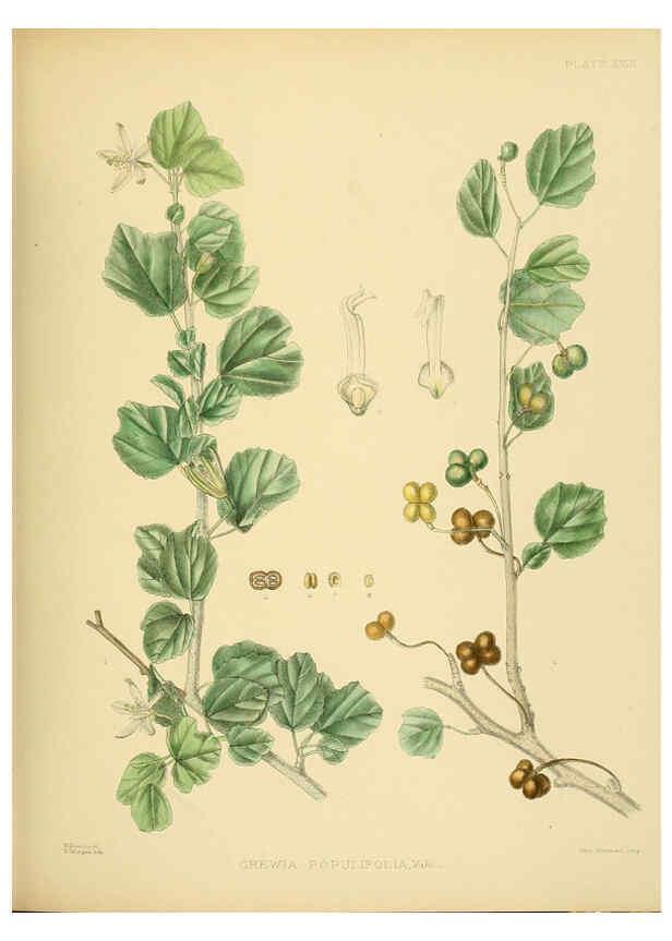 Reproducción/Reproduction 6430638363: A hand-book to the flora of Ceylon. atlas. London :Dulau,1893-1931