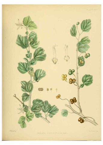Reproducción/Reproduction 6430638363: A hand-book to the flora of Ceylon. atlas. London :Dulau,1893-1931