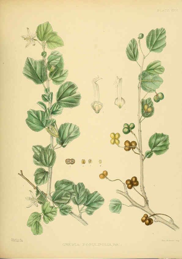 Reproducción/Reproduction 6430638363: A hand-book to the flora of Ceylon. atlas. London :Dulau,1893-1931