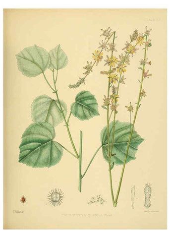Reproducción/Reproduction 6430638667: A hand-book to the flora of Ceylon. atlas. London :Dulau,1893-1931