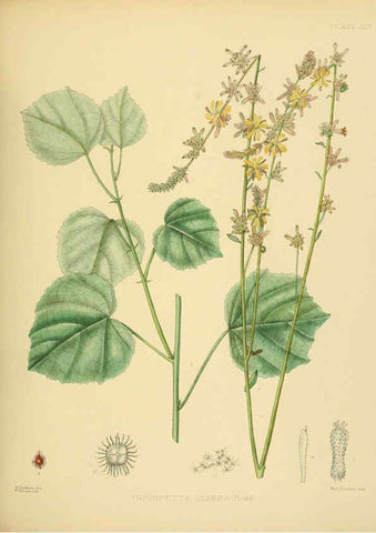 Reproducción/Reproduction 6430638667: A hand-book to the flora of Ceylon. atlas. London :Dulau,1893-1931