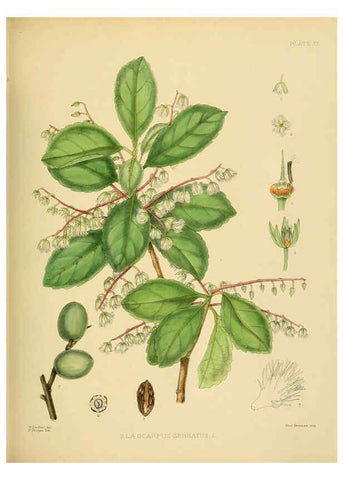 Reproducción/Reproduction 6430638977: A hand-book to the flora of Ceylon. atlas. London :Dulau,1893-1931