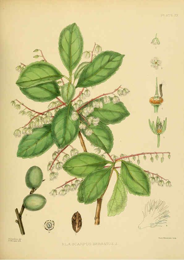 Reproducción/Reproduction 6430638977: A hand-book to the flora of Ceylon. atlas. London :Dulau,1893-1931