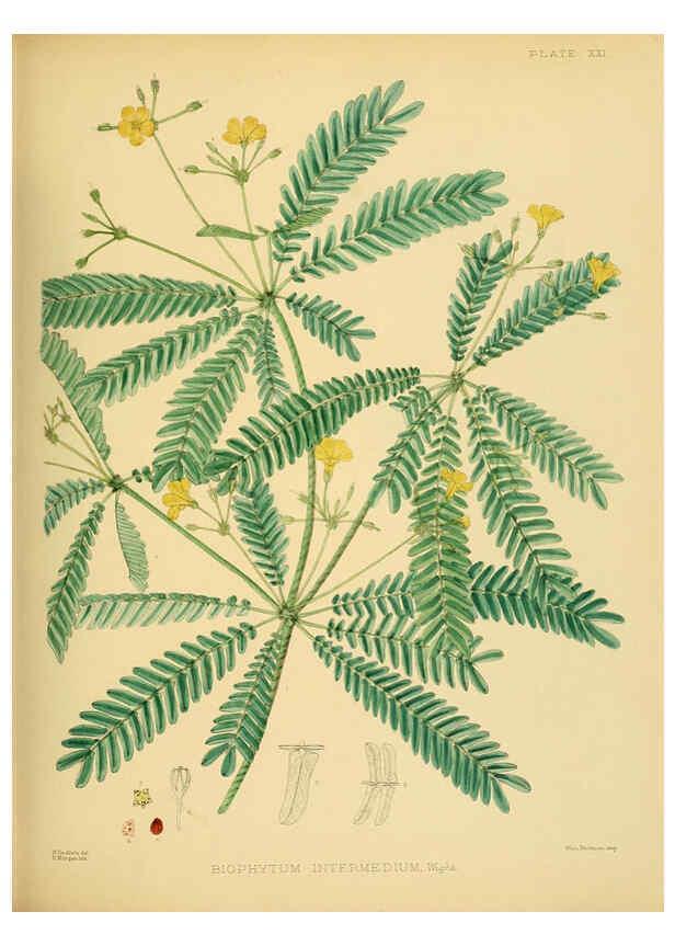 Reproducción/Reproduction 6430639447: A hand-book to the flora of Ceylon. atlas. London :Dulau,1893-1931