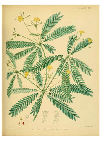 Reproducción/Reproduction 6430639447: A hand-book to the flora of Ceylon. atlas. London :Dulau,1893-1931