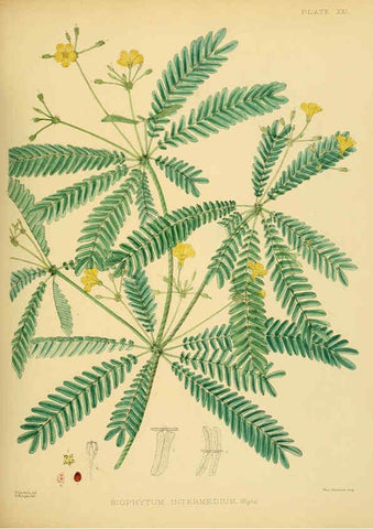 Reproducción/Reproduction 6430639447: A hand-book to the flora of Ceylon. atlas. London :Dulau,1893-1931