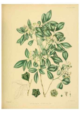Reproducción/Reproduction 6430639735: A hand-book to the flora of Ceylon. atlas. London :Dulau,1893-1931