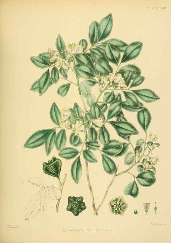 Reproducción/Reproduction 6430639735: A hand-book to the flora of Ceylon. atlas. London :Dulau,1893-1931
