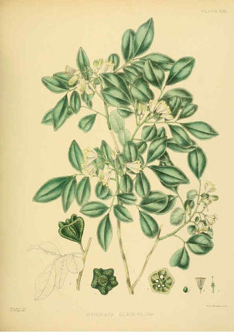 Reproducción/Reproduction 6430639735: A hand-book to the flora of Ceylon. atlas. London :Dulau,1893-1931