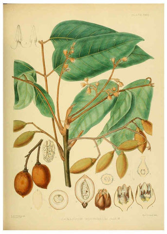 Reproducción/Reproduction 6430640159: A hand-book to the flora of Ceylon. atlas. London :Dulau,1893-1931