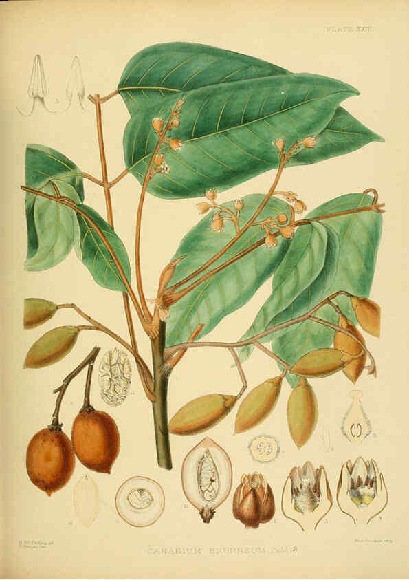 Reproducción/Reproduction 6430640159: A hand-book to the flora of Ceylon. atlas. London :Dulau,1893-1931