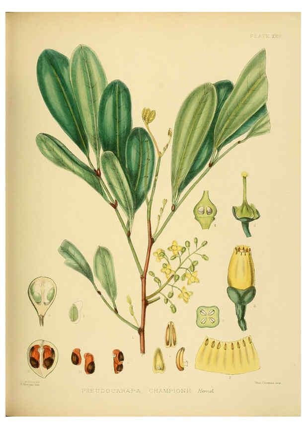 Reproducción/Reproduction 6430640595: A hand-book to the flora of Ceylon. atlas. London :Dulau,1893-1931