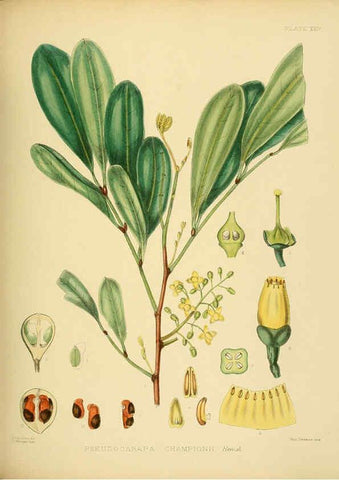 Reproducción/Reproduction 6430640595: A hand-book to the flora of Ceylon. atlas. London :Dulau,1893-1931