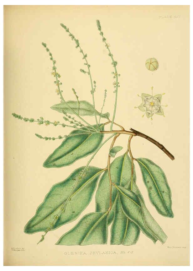 Reproducción/Reproduction 6430640915: A hand-book to the flora of Ceylon. atlas. London :Dulau,1893-1931