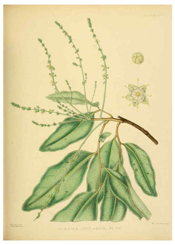 Reproducción/Reproduction 6430640915: A hand-book to the flora of Ceylon. atlas. London :Dulau,1893-1931